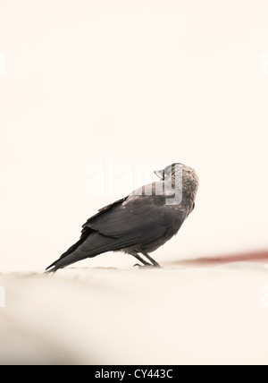 Side view of blind crow standing on a roof Stock Photo