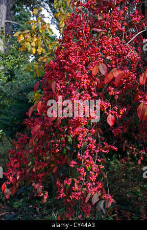 EUONYMUS EUROPAEUS. RED CASCADE. SPINDLE TREE. Stock Photo