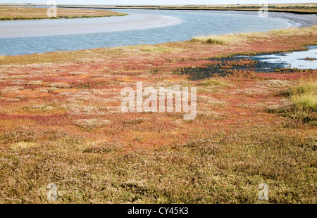 Saltings salt marsh environment Butley Creek river, Boyton, Suffolk, England Stock Photo