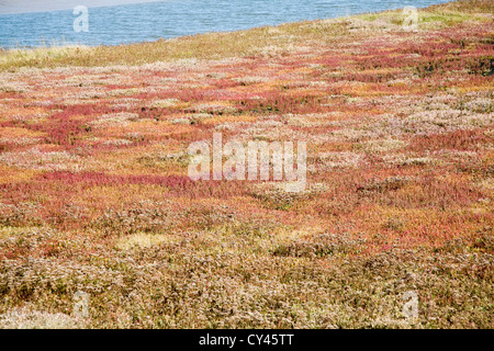 Saltings salt marsh environment Butley Creek river, Boyton, Suffolk, England Stock Photo