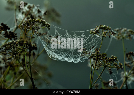 Orb web covered in dew at dawn. Stock Photo