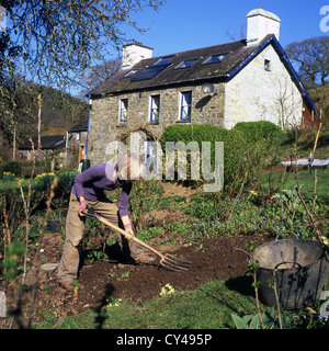 A senior mature woman digging in her sloping garden in spring and view of country home in March sunshine in Carmarthenshire Wales UK  KATHY DEWITT