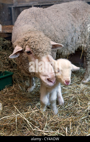 A mother merino sheep licks her new born lamb Stock Photo - Alamy