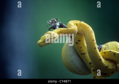 Wildlife, reptiles, Australia, juvenile green tree Python in yellow phase. Stock Photo