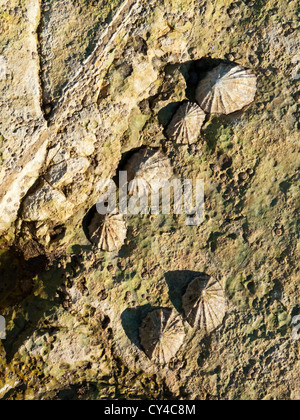 Common European Limpet Patella vulgata growing on rocks on coast in Yorkshire England UK