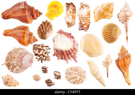 Shells collection isolated on white background Stock Photo
