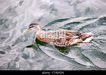 Female mallard duck swimming on calm pond with cloud reflections Stock Photo