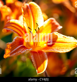 Beautiful orange tiger lily flowers blossoming in garden Stock Photo