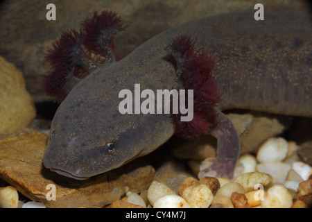 Common Mudpuppy (Necturus maculosus) New York underwater showing gills Stock Photo