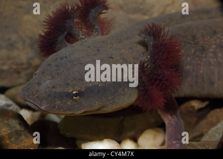 Common Mudpuppy (Necturus maculosus) New York underwater showing gills Stock Photo