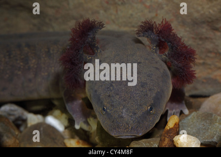 Common Mudpuppy (Necturus maculosus) New York underwater showing gills Stock Photo