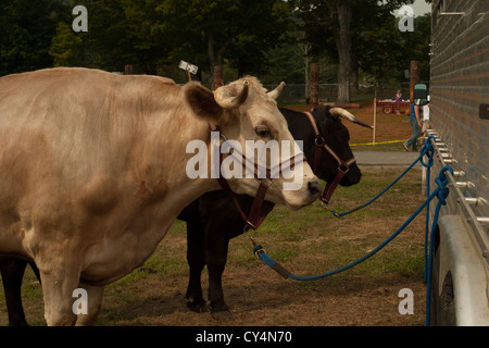 Oxen wait for the oxen pull competition at small country fair in Cummington, Massachusetts. Stock Photo