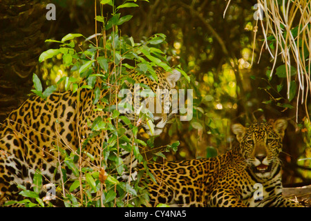 Jaguar (Panthera Onca) Stock Photo