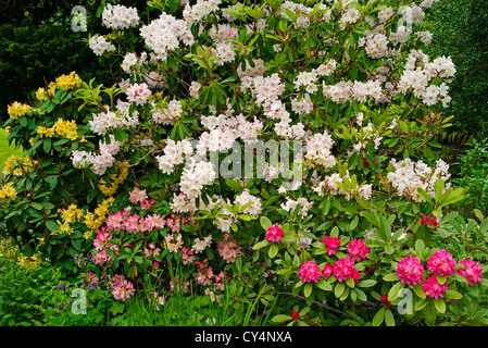 Yellow and pink rhododendron flowers in May in Killin, Scotland Stock Photo