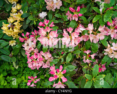 Yellow and pink rhododendron flowers in May in Killin, Scotland Stock Photo