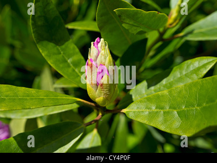 Rhododendron ponticum in bud in a garden at Killin, Perthshire, Scotland Stock Photo