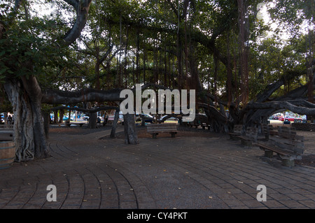 Elk284-4151 Hawaii, Maui, Lahaina, Banyan Tree Square, largest banyan tree in US, 1873 Stock Photo