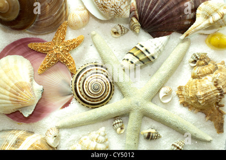 Background pattern of seashells, starfish, sea snails, on a bed of white sand Stock Photo