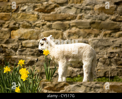 A white lamb and daffodils in spring sunshine against a stone wall Stock Photo