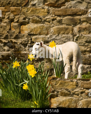 A white lamb and daffodils in spring sunshine against a stone wall Stock Photo