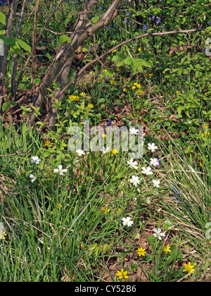 Wood Anemone or Wild Windflower (Anemone Nemorosa) and Lesser celandine, Stock Photo