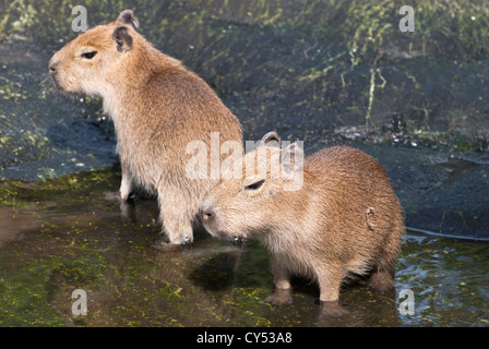 Two adults capybara (Hydrochoerus hydrochaeris) standing on water's edge Stock Photo