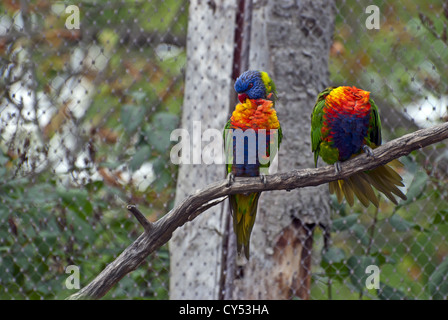 Picture of Rainbow Lorikeet (Trichoglossus haematodus) Stock Photo