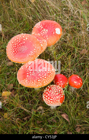Amanita muscaria Fly Agaric fungus fungi toadstool Stock Photo