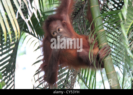 Bornean Orangutan (Pongo pygmaeus), Sepilok Rehabilitation Centre, Sandakan district, Sabah, Borneo, Malaysia, Southeast Asia Stock Photo