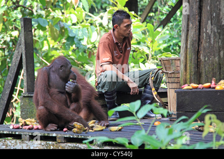 Bornean Orangutan (Pongo pygmaeus), Sepilok Rehabilitation Centre, Sandakan district, Sabah, Borneo, Malaysia, Southeast Asia Stock Photo