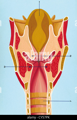 Respiratory system. Schematic drawing of the front section of the larynx. Drawing. Color. Stock Photo
