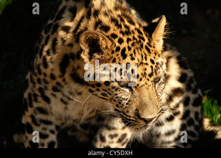 Close up Amur Leopard prowling Stock Photo