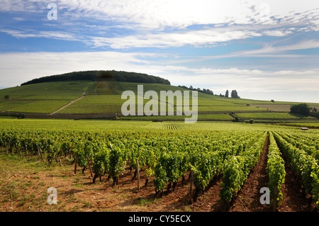 Vineyard, France - Grand cru and premier cru vineyards of Corton wines at Aloxe-Corton, Cote de Beaune, Burgundy, France Stock Photo