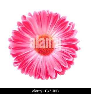 Pink Gerbera Flower Isolated On White Stock Photo