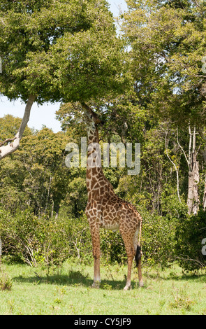 A Masai Giraffe (Giraffa camelopardalis tippelskirchi) reaching for leaves from a tree on the Masai Mara National Reserve, Kenya