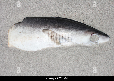 Dead Fish lying at the beach of Kommetjie, Cape Town, South Africa Stock Photo