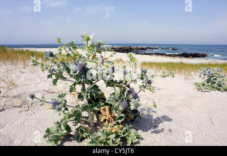 Sea Holly (Eryngium maritinum) grows in white sand on a sandy beach with the Atlantic Ocean in the background. Cape Finisterre, Stock Photo