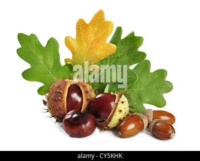 Chestnuts and acorns wiyh leaves isolated on white background. Clipping path included. Stock Photo
