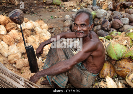 Man from Sri Lanka splitting coconuts to get the fibre husk from it. Stock Photo