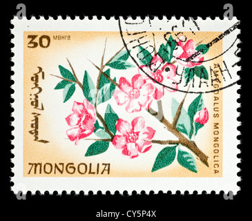 Postage stamp from Mongolia depicting a rose (Amygdalus mongolica) Stock Photo