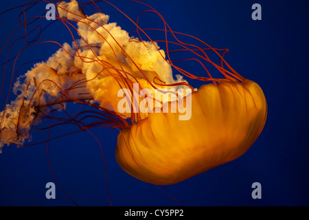 Pacific Sea Nettle or West Coast Sea Nettle Jellyfish, Chrysaora fuscescens Stock Photo