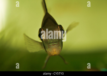 Ram cichlid in home aquarium Stock Photo