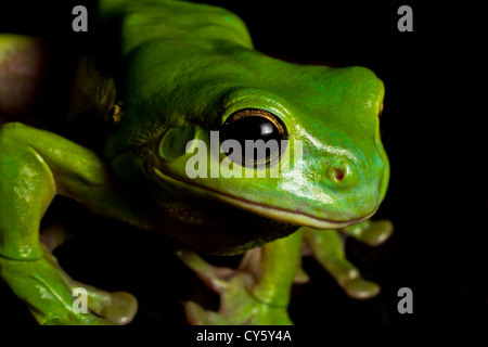 An Australian green tree frog carefully watches some nearby crickets before pouncing on them. Stock Photo