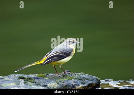 Grey wagtail (Motacilla cinerea) Stock Photo