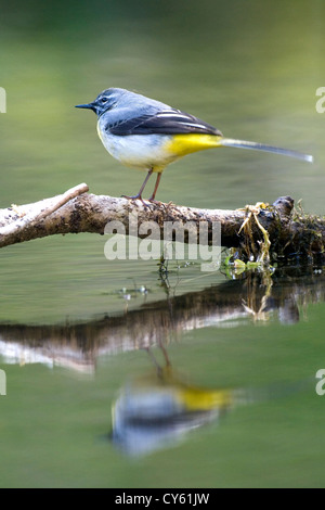 Grey wagtail (Motacilla cinerea) Stock Photo