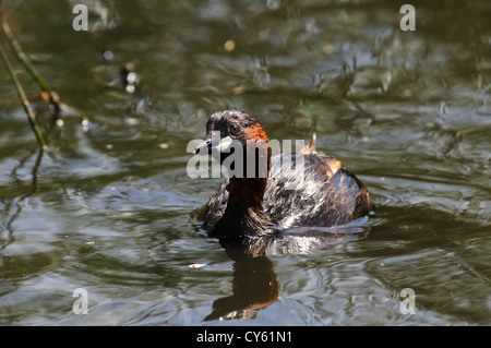 A little grebe or dabchick (Tachybaptus ruficollis) surfacing after a dive at Oare Marshes, Kent. may. Stock Photo