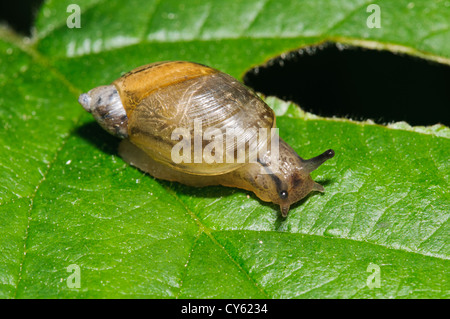 An amber snail (Succinea putris) on a partially eaten leaf at Priory Water nature Reserve, Leicestershire. may. Stock Photo