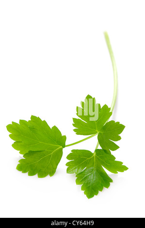 flat leaf parsley herb sprig, garnish close up isolated on white background Stock Photo