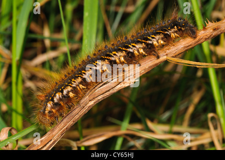 A drinker moth (Euthrix potatoria) caterpillar on a dead bramble stem at Priory Water Nature Reserve, Leicestershire. may. Stock Photo