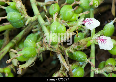 Cardamom plant  - Elettaria cardamomum,  close up in munnar, kerala India Stock Photo
